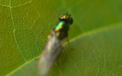 Microchrysa flavicornis