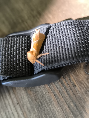 Orange Swift