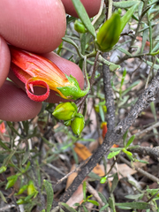 Eremophila decipiens, photograph (c) Tyler Anthony, some rights reserved (CC BY)