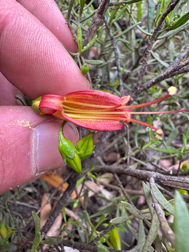 Eremophila decipiens, photograph 5