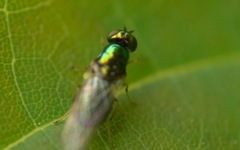 Microchrysa flavicornis