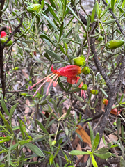 Eremophila decipiens, photograph (c) Tyler Anthony, some rights reserved (CC BY)