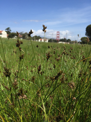 Carex subbracteata