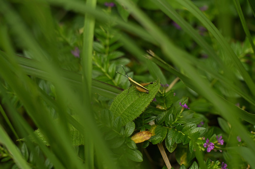 Phlaeoba antennata