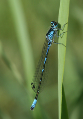 Coenagrion persicum