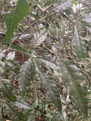 Allophylus chaunostachys