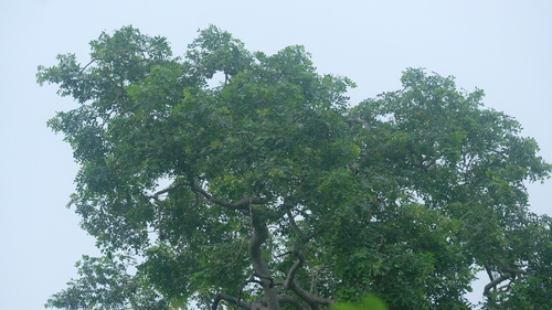 Albizia procera observed 2026-09-06