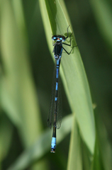 Coenagrion persicum