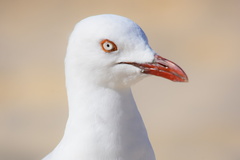 Chroicocephalus novaehollandiae