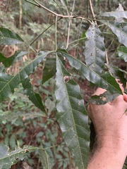 Allophylus chaunostachys