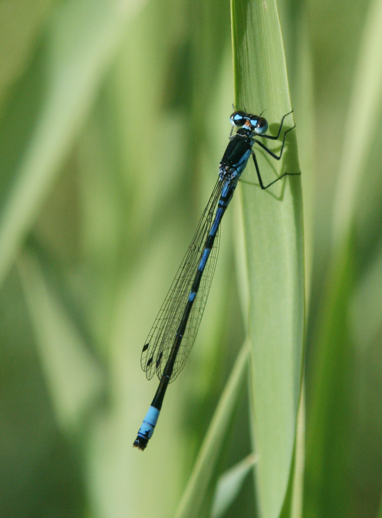 Coenagrion persicum