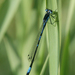 Coenagrion persicum - Photo (c) Oleg Kosterin, some rights reserved (CC BY), uploaded by Oleg Kosterin