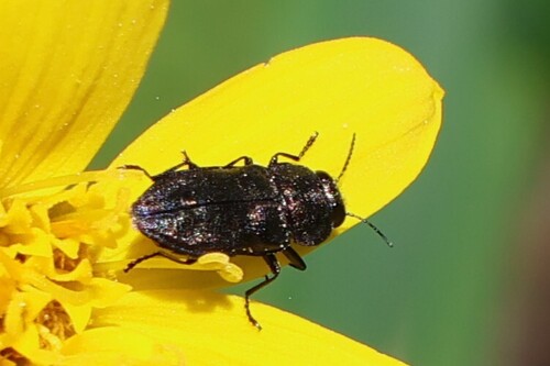 iNaturalist observation photo of Dandelion Anthaxia Beetle