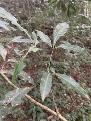 Allophylus chaunostachys