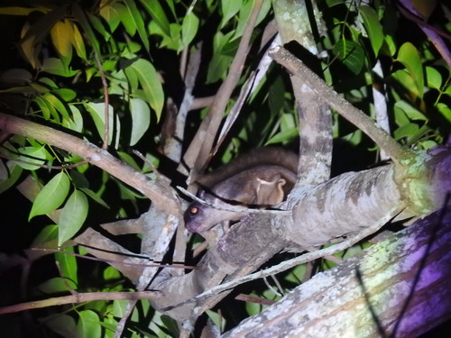 Temminck's Flying Squirrel