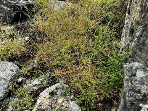 Fimbristylis cymosa, photograph 6