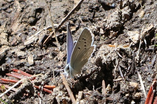 iNaturalist observation photo of Boisduval's Blue