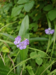 Phacelia maculata