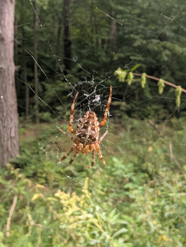 Cross Orbweaver