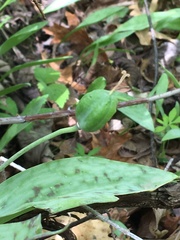 Erythronium albidum