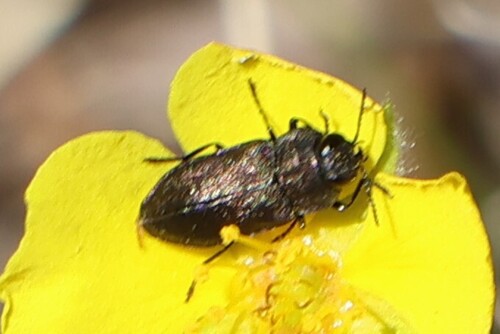 iNaturalist observation photo of Dandelion Anthaxia Beetle