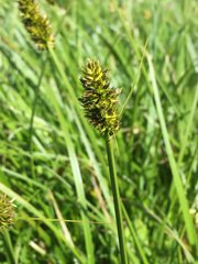 Carex densa