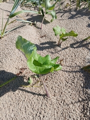Petasites spurius, photograph (c) Paulius Rupšas, some rights reserved (CC BY)