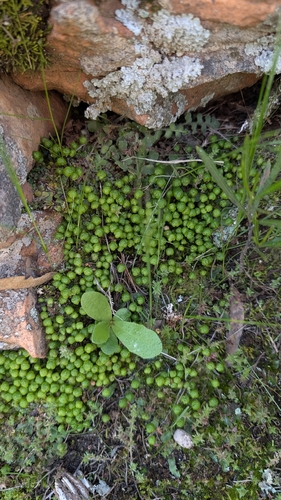 Asterella drummondii