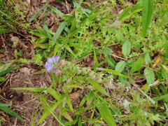 Phacelia maculata