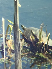 Chrysemys picta