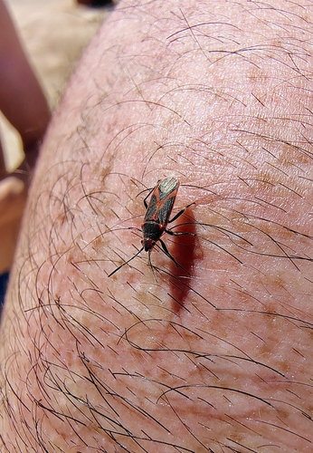 Oleander seedbug