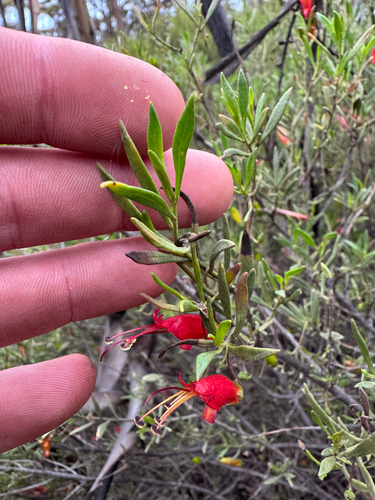 Eremophila decipiens, photograph 2