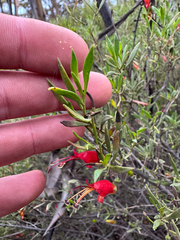 Eremophila decipiens, photograph (c) Tyler Anthony, some rights reserved (CC BY)