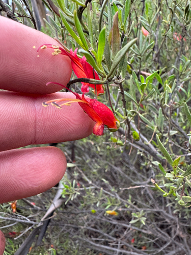 Eremophila decipiens, photograph 1