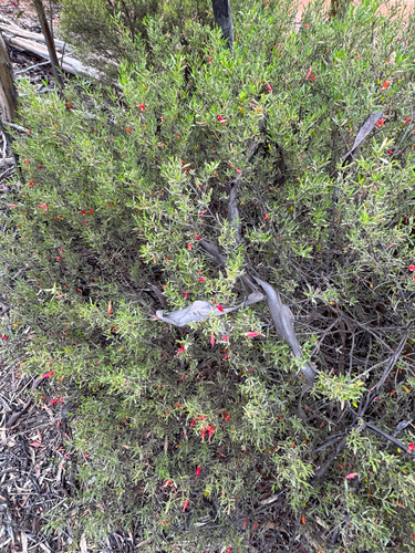 Eremophila decipiens, photograph 3