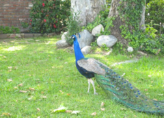 Pavo cristatus