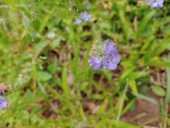Phacelia maculata