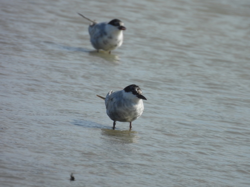 iNaturalist image