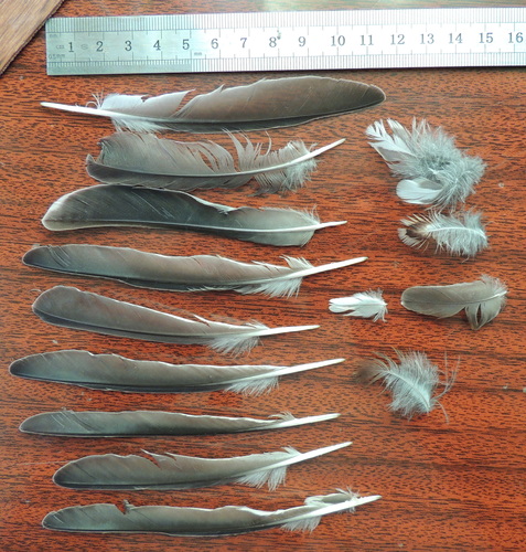Plume de Grive litorne