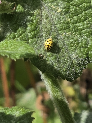 22-spot Ladybird