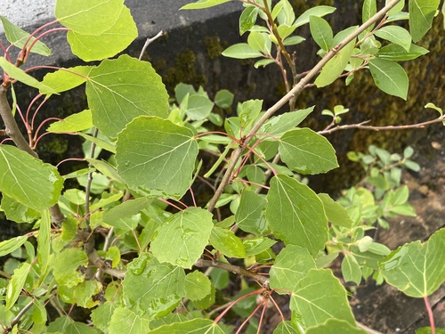 European aspen