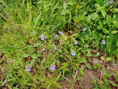 Phacelia maculata