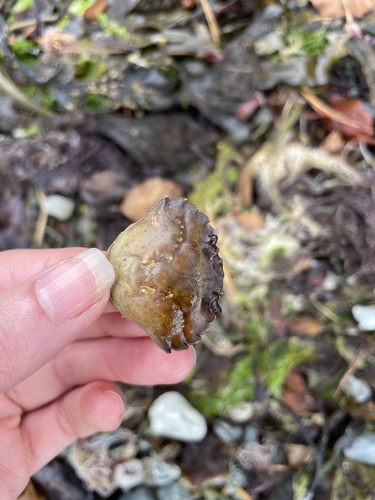 European Green Crab