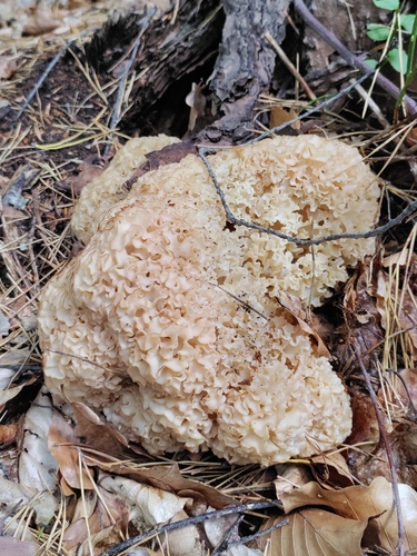 Cauliflower Fungus