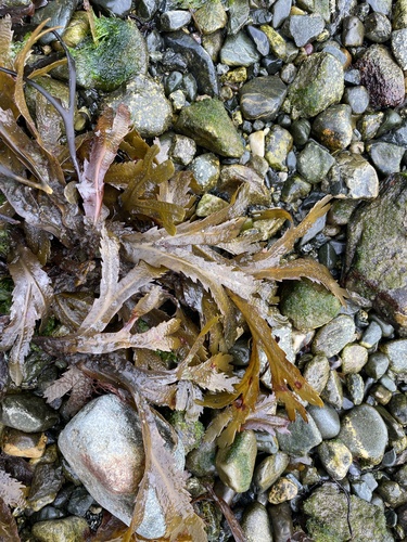 Saw Wrack