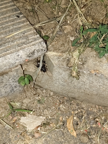 Japanese Burrowing Cricket