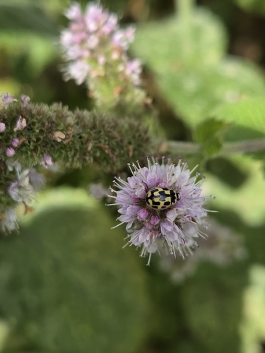 Fourteen-spotted Lady Beetle