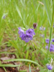Phacelia maculata