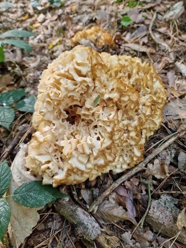 Cauliflower Fungus