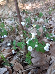 Isopyrum thalictroides